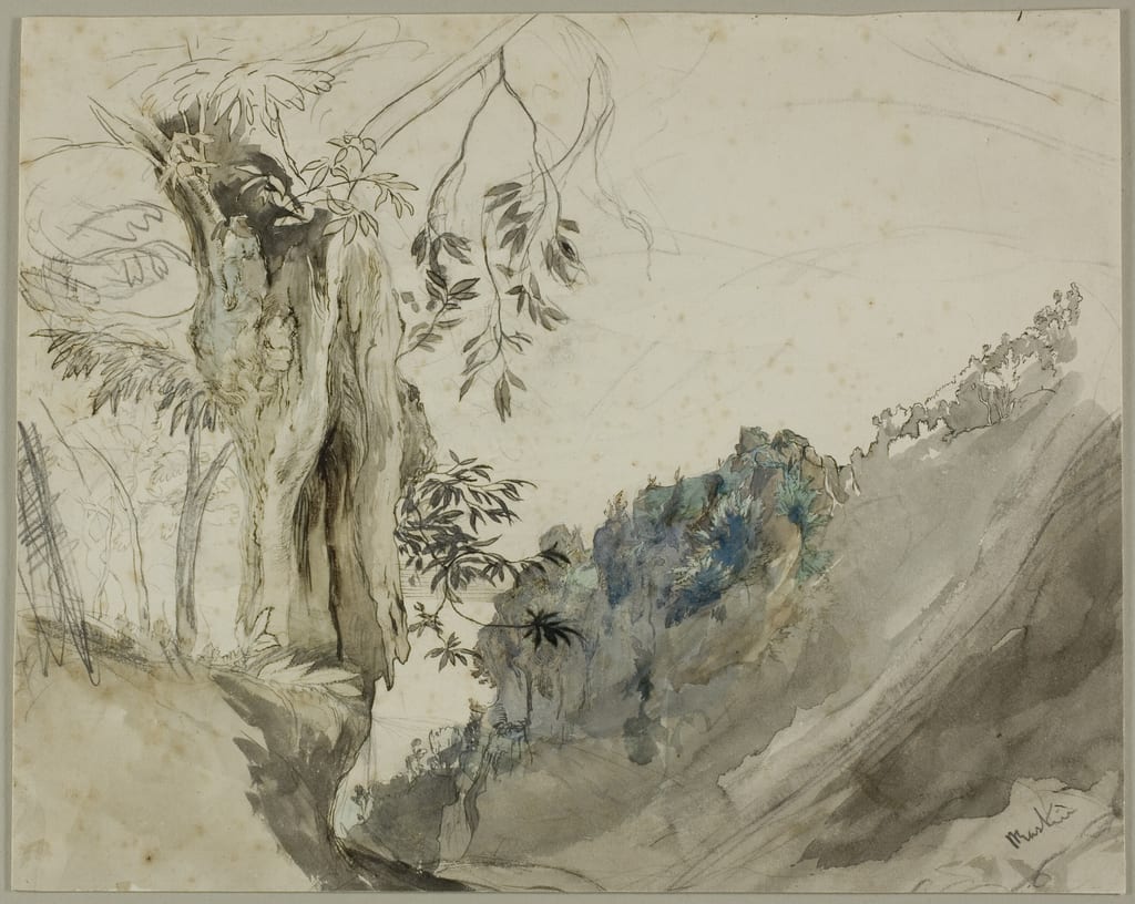 Spanish Chestnut by John Ruskin, n.d. — fine art print