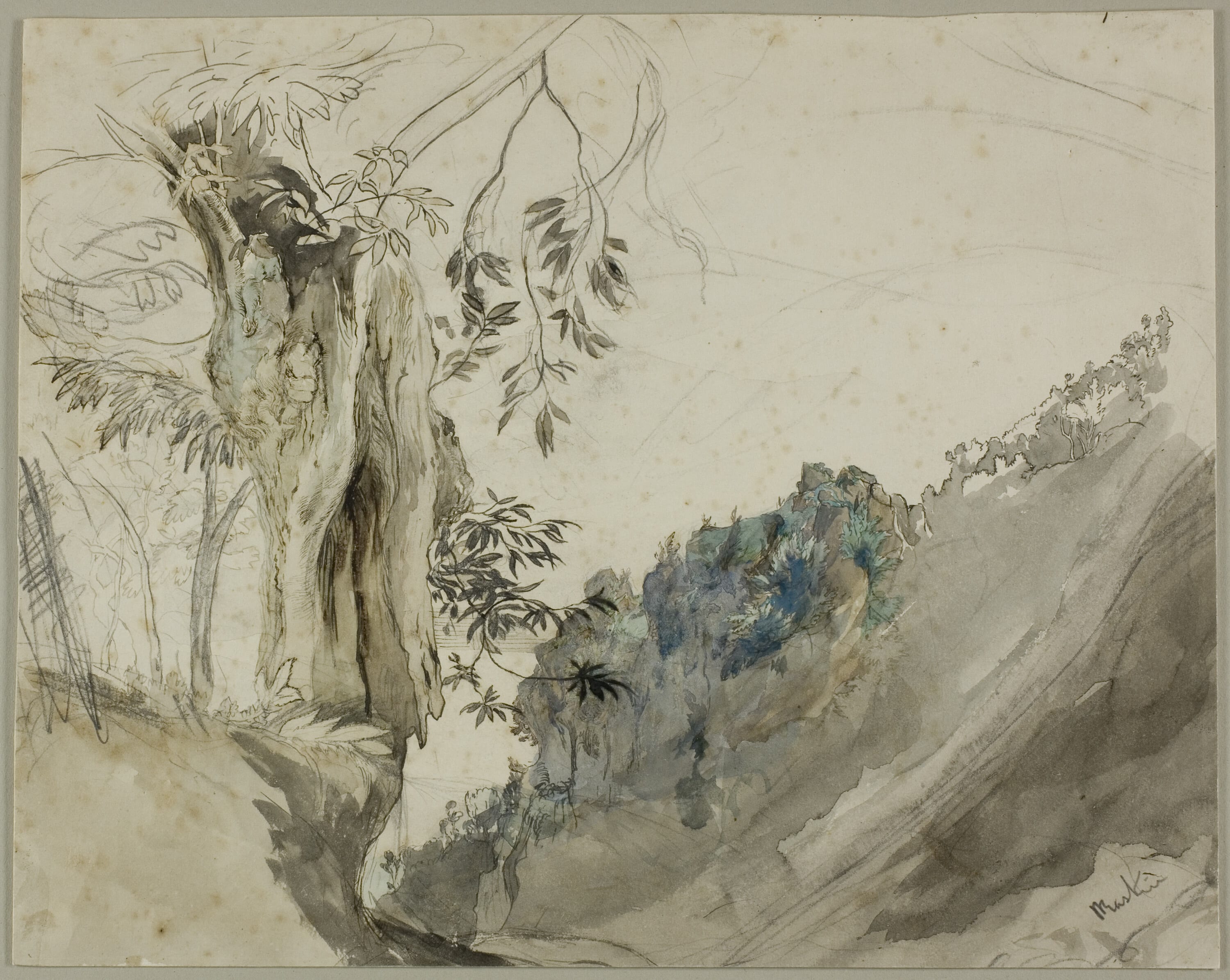 Spanish Chestnut by John Ruskin, n.d. — fine art print