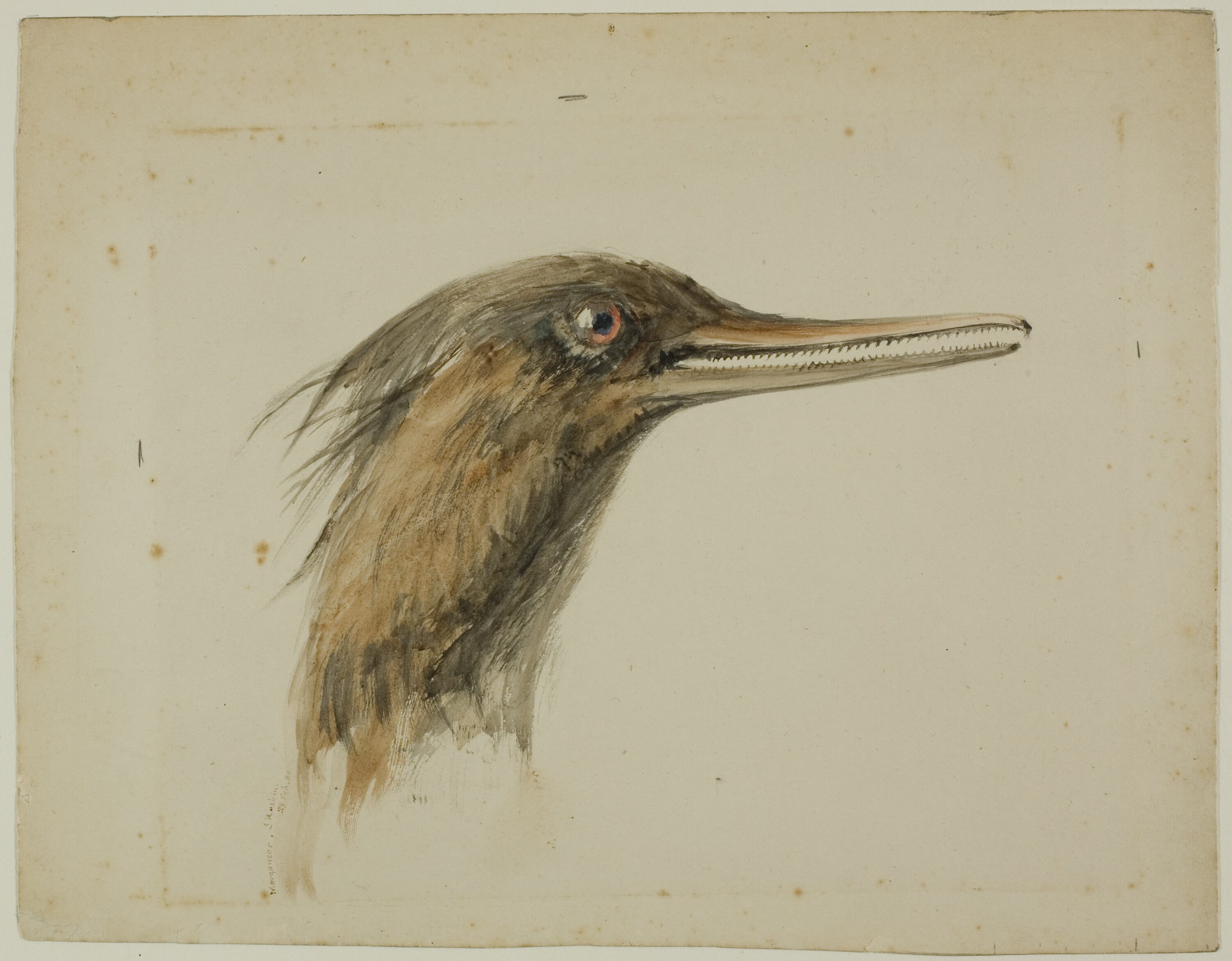 Merganser by John Ruskin, February 29, 1890 — fine art print