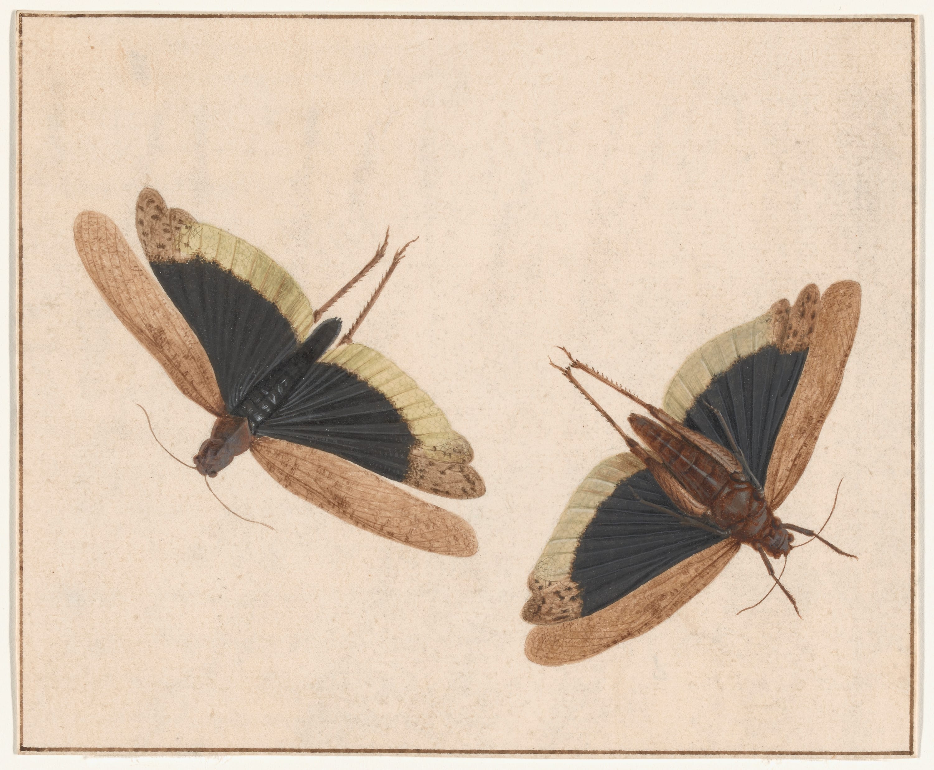 Two Grasshoppers by Herman Henstenburgh, c. 1685 — fine art print