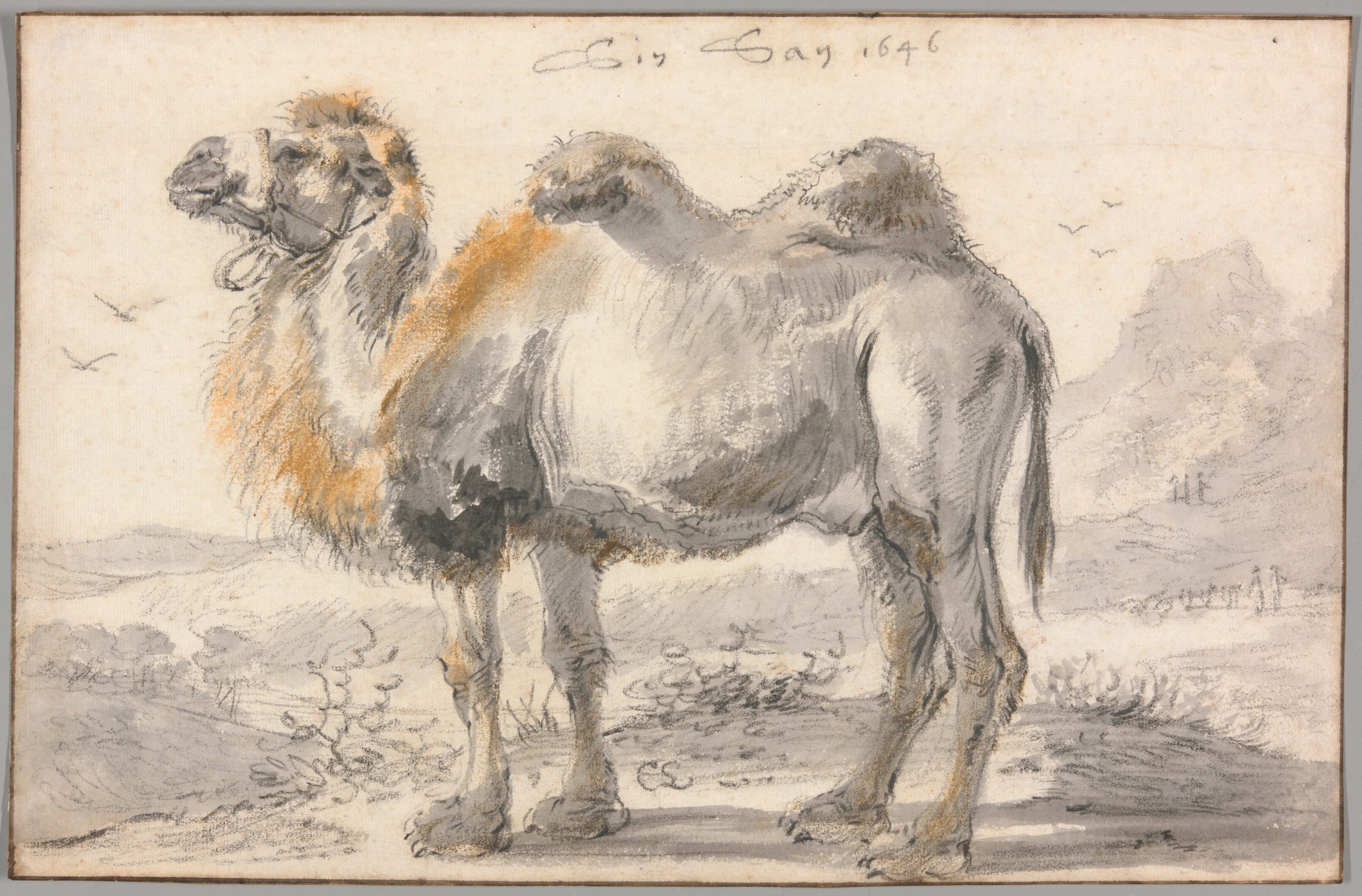 A Camel by Cornelis Saftleven, 1646 — fine art print